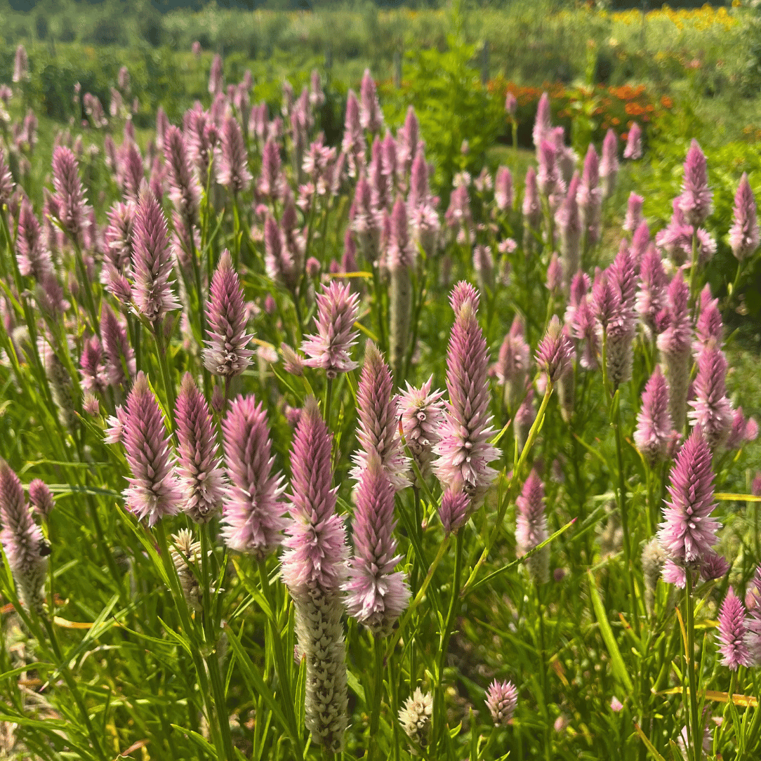 Flamingo Feather Celosia