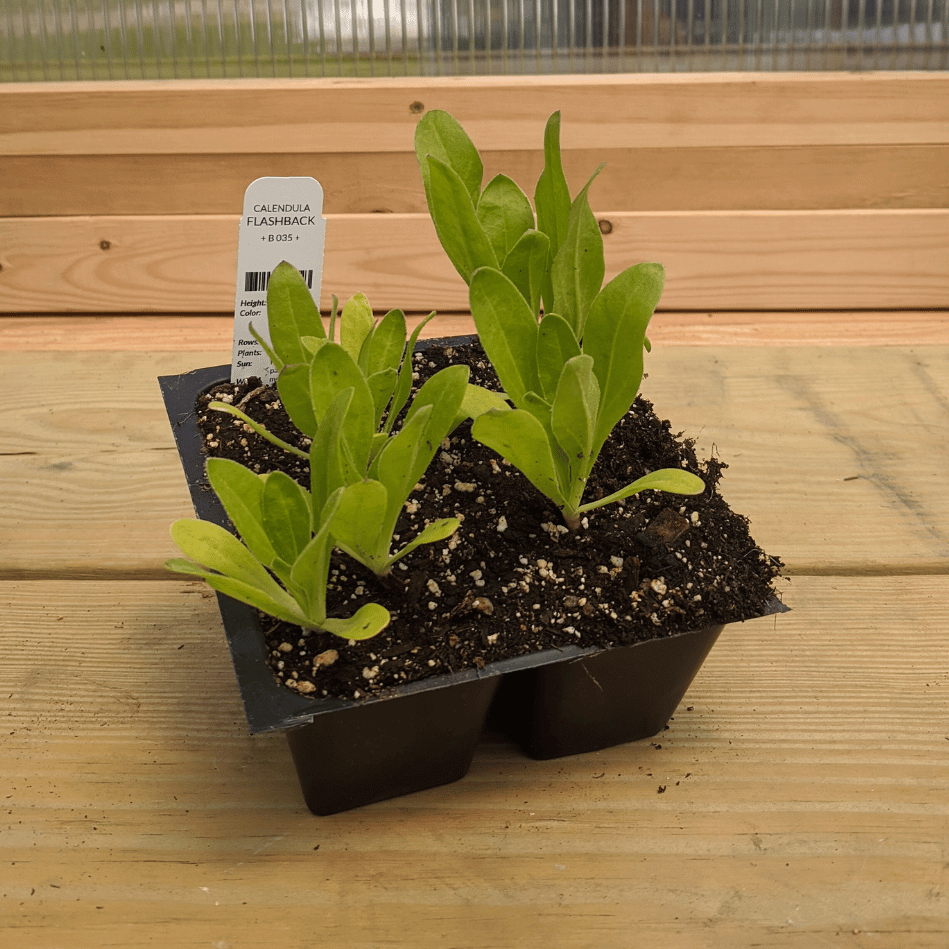 Flashback Calendula Mix Seedlings