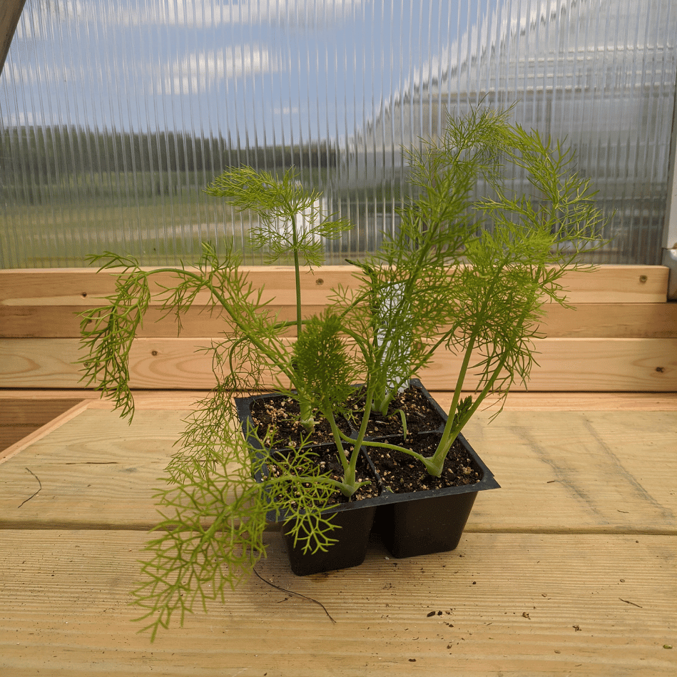 Florence Fennel Seedlings