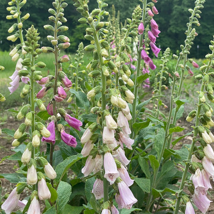 Foxglove Mix Seedlings