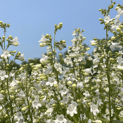 Foxglove Beardtongue - PollinateHV Local Ecotype