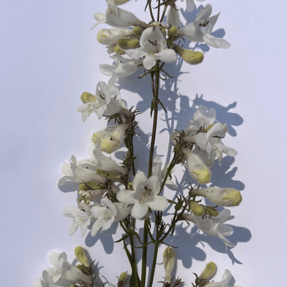 Foxglove Beardtongue - PollinateHV Local Ecotype