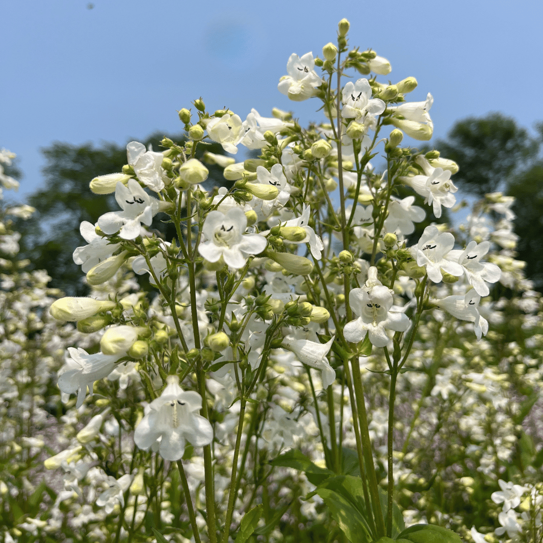 Foxglove Beardtongue - PollinateHV Local Ecotype