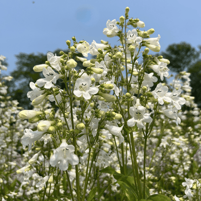Foxglove Beardtongue - PollinateHV Local Ecotype