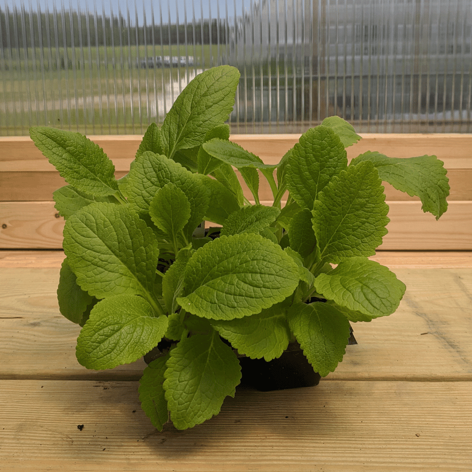 Foxglove Mix Seedlings