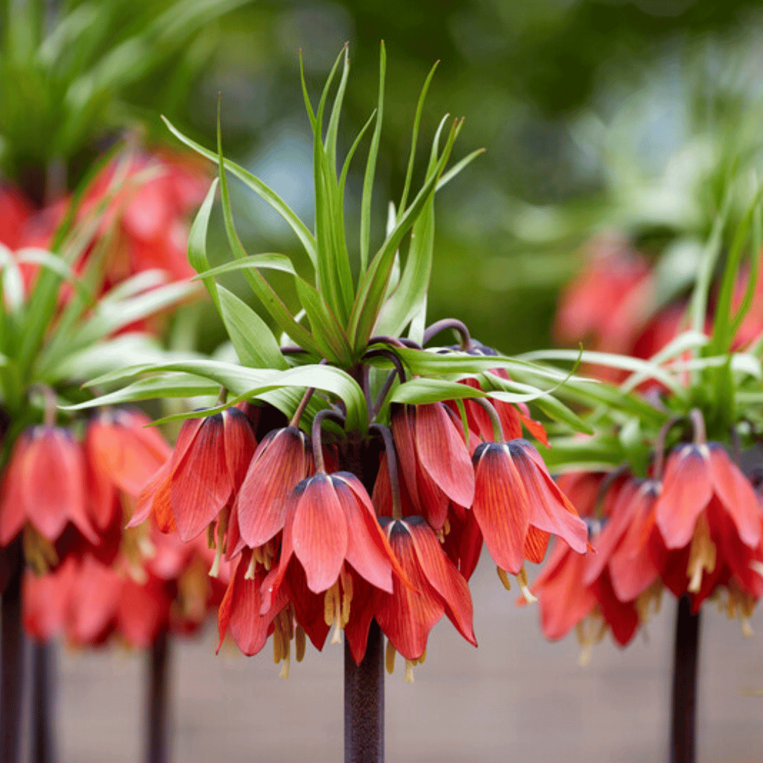 Fritillaria Imperialis &quot;Rubra&quot;