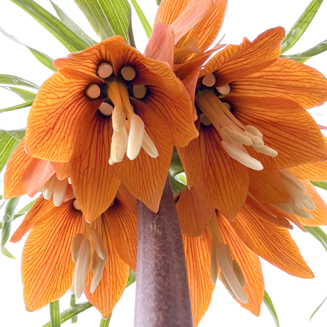 Fritillaria Imperialis "Rubra"
