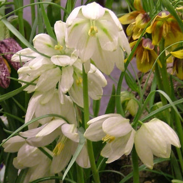 Fritillaria