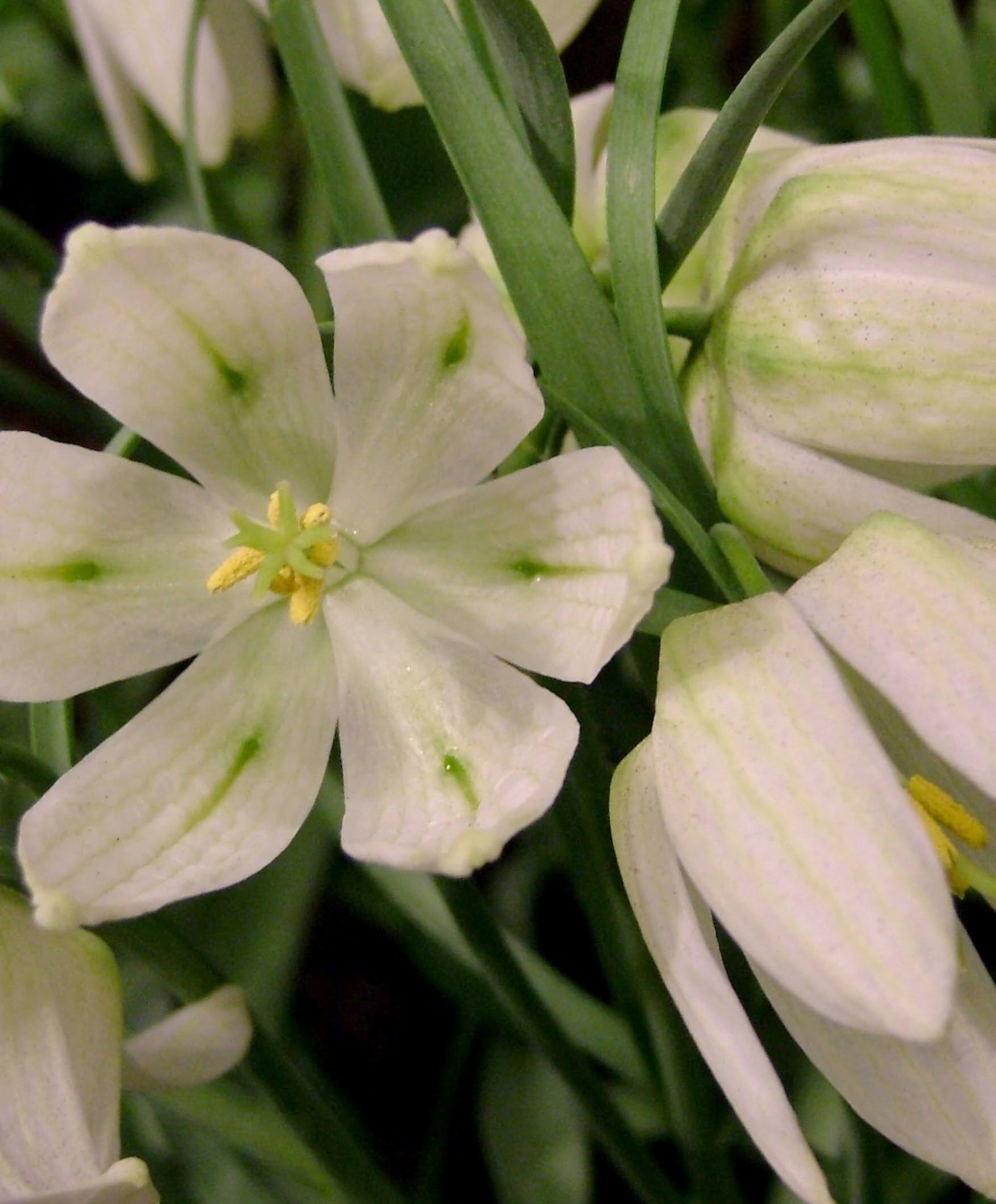 Fritillaria meleagris alba