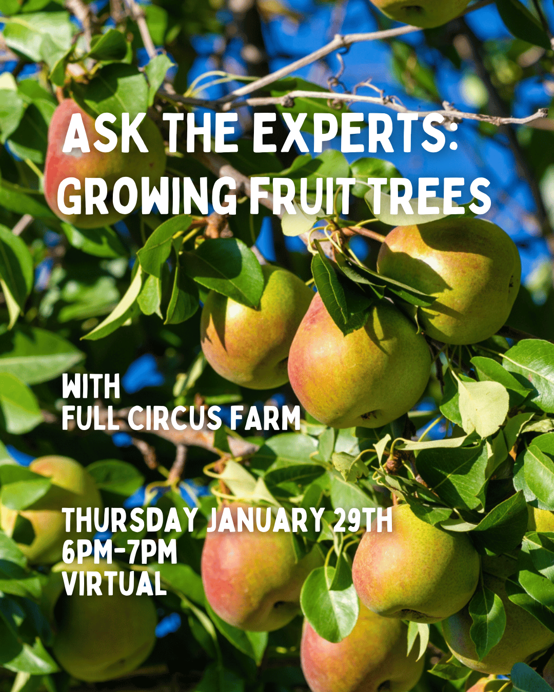 Ask the Experts - Growing Fruit Trees - 1/29/26 - 6PM - Virtual!