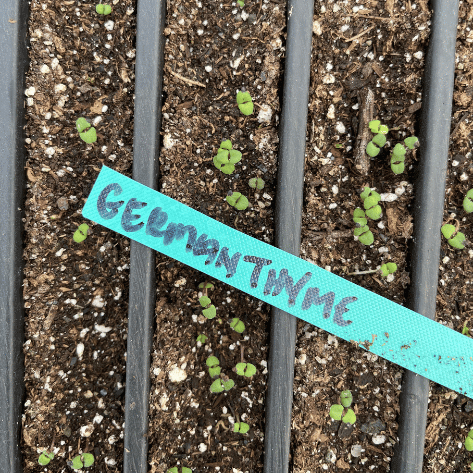 German Thyme Seedlings