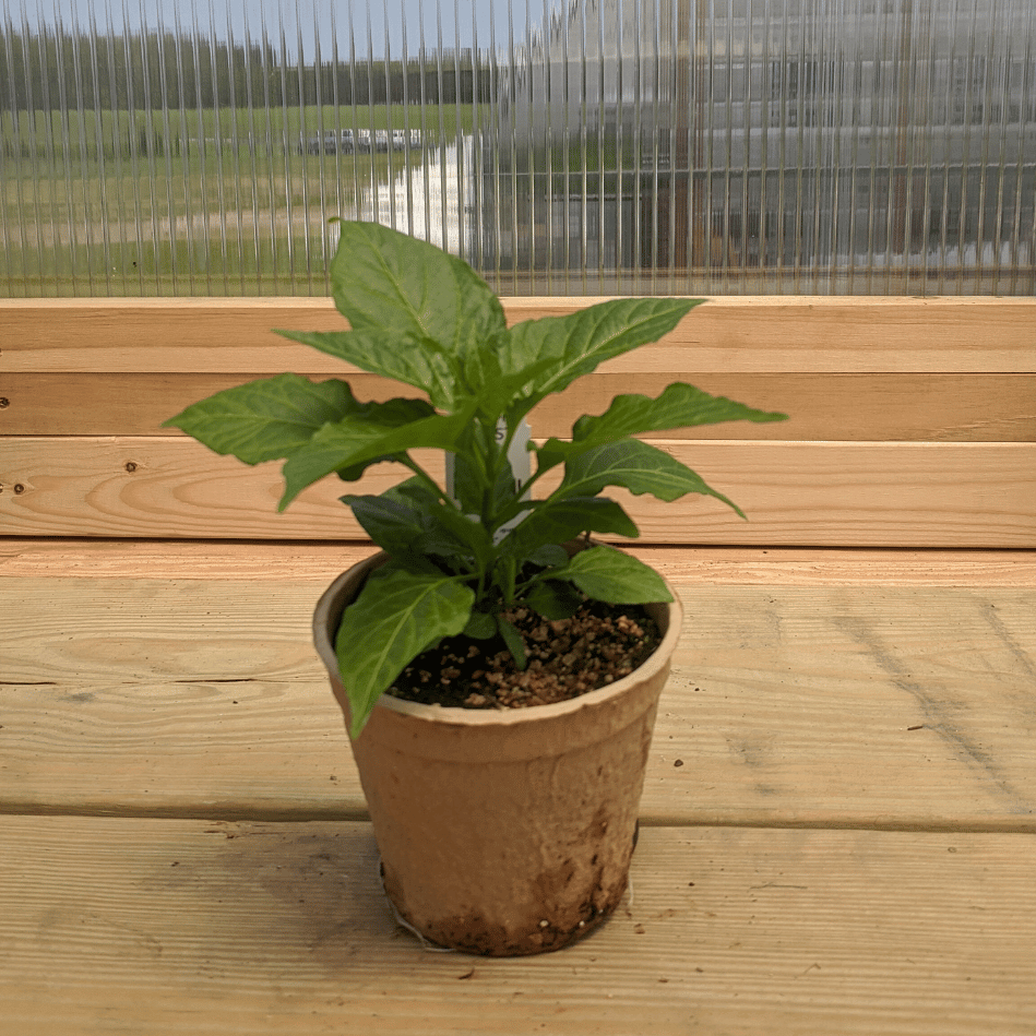 Ghost Pepper Seedlings