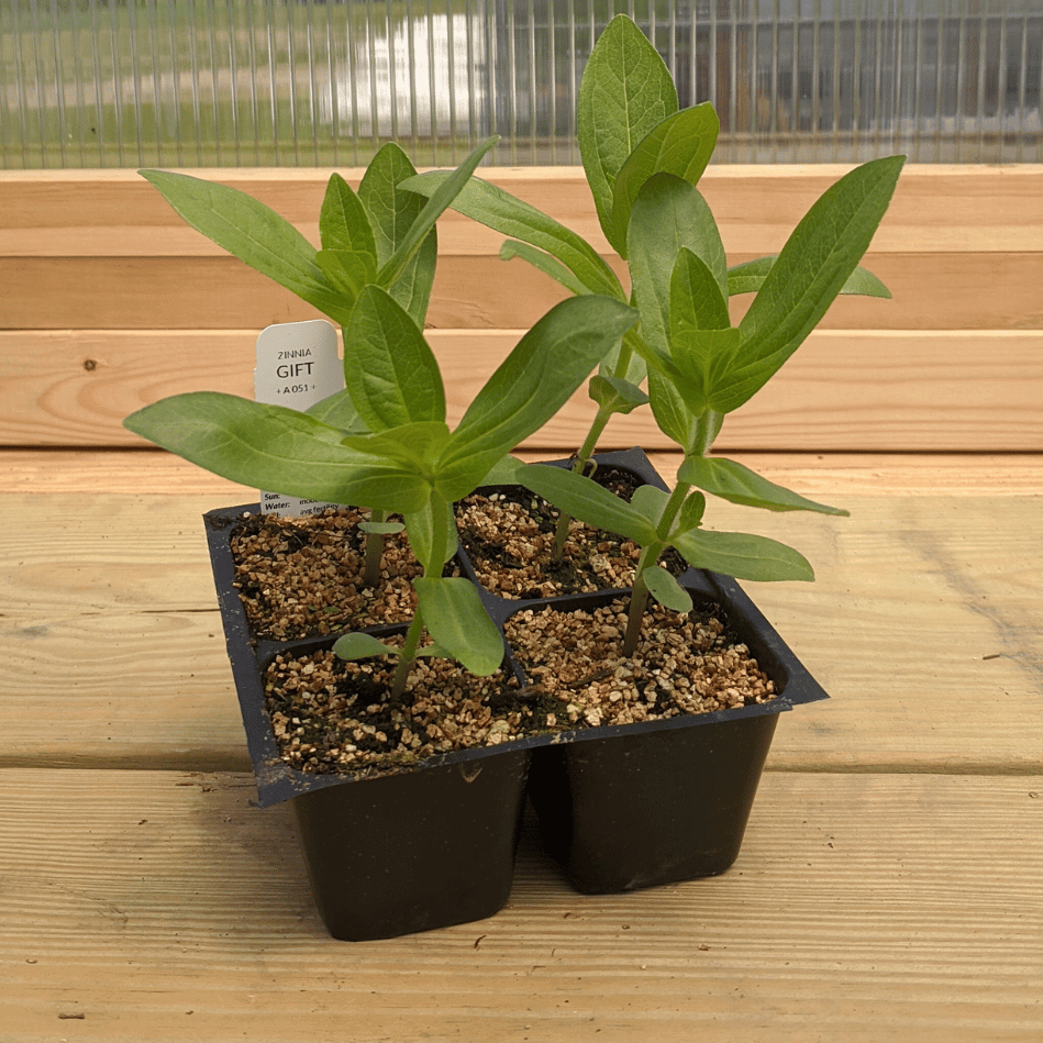 Gift Zinnia Seedlings