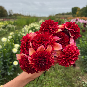 Anemone, Collarettes, and Other Types of Dahlias