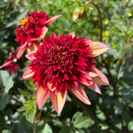 Gitty Up Dahlia