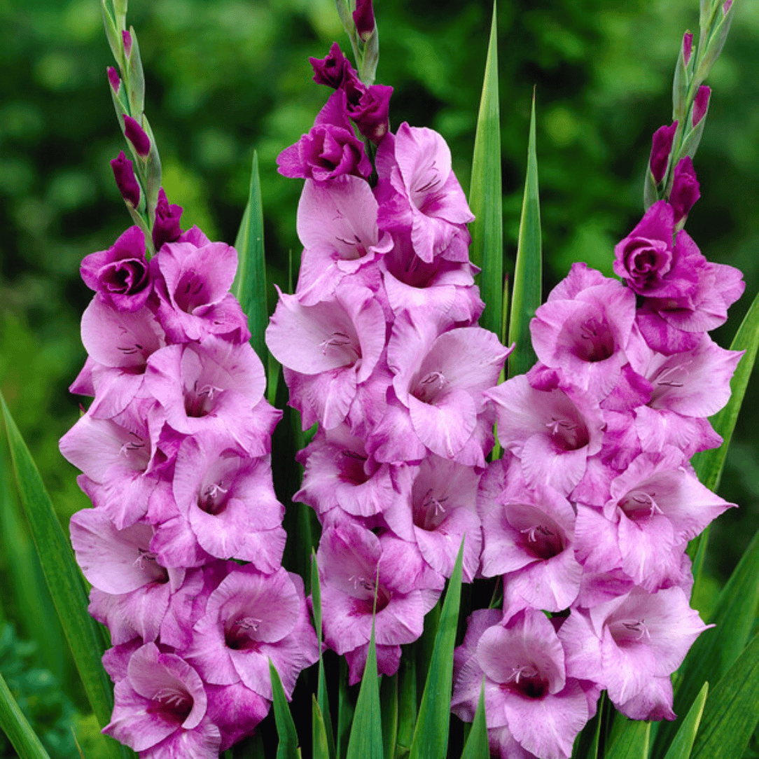 Alpha Gladiolus