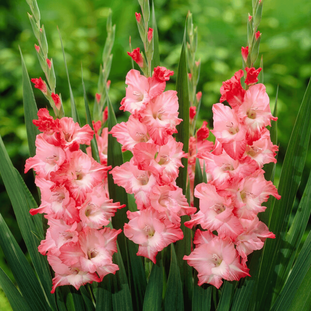 Sogno Gladiolus