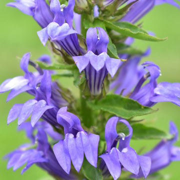 PollinateHV Local Ecotype Wildflowers