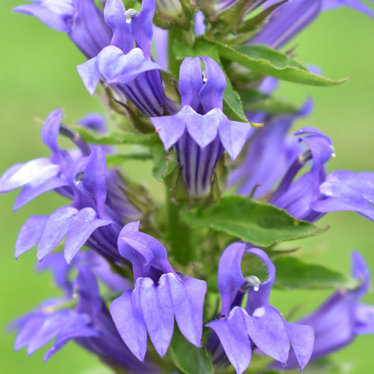 Great Blue Lobelia - PollinateHV Local Ecotype
