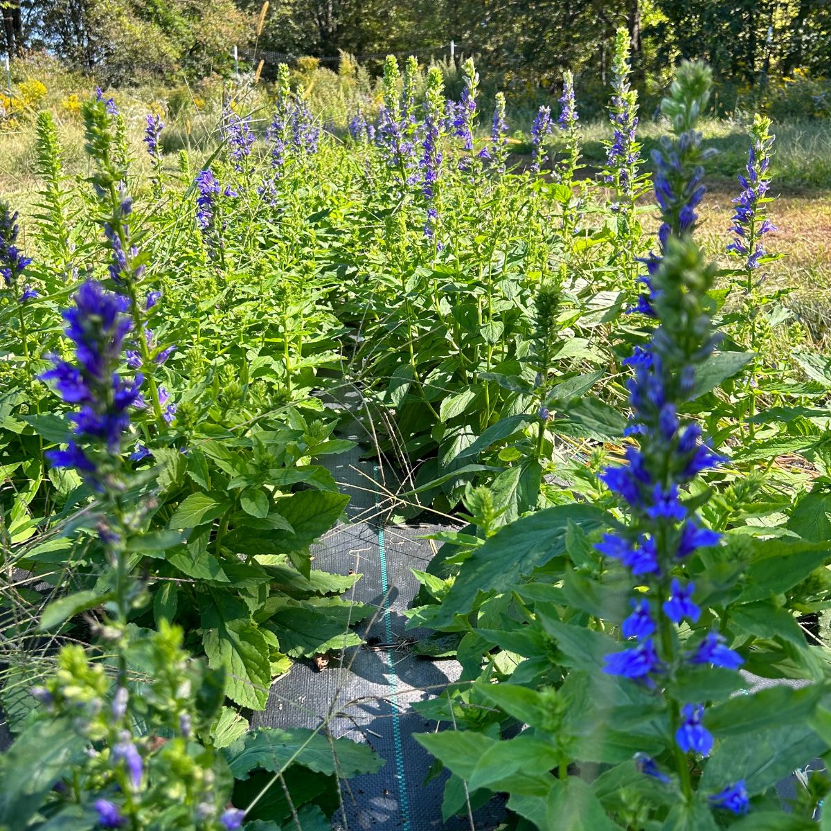 Great Blue Lobelia - PollinateHV Local Ecotype