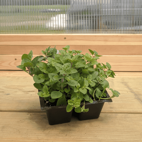 Greek Oregano Seedlings