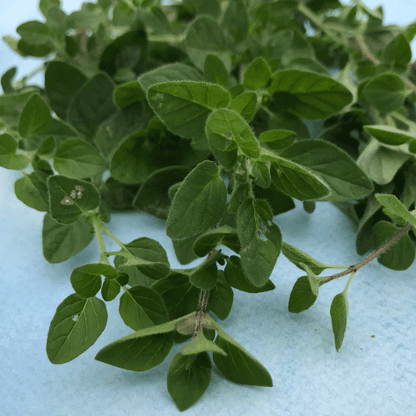 Greek Oregano