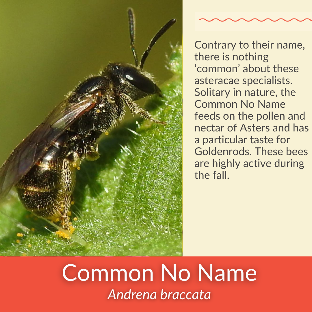 Grey Goldenrod - PollinateHV Local Ecotype