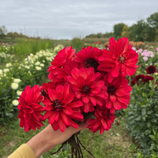 Groovy Dahlia Tuber