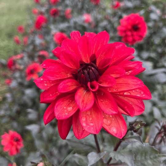 Groovy Dahlia