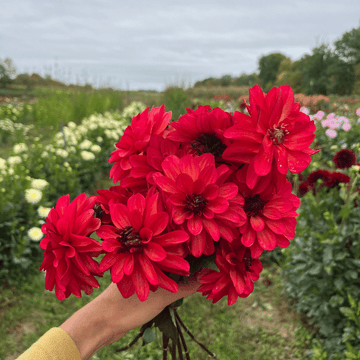 Formal Dahlias