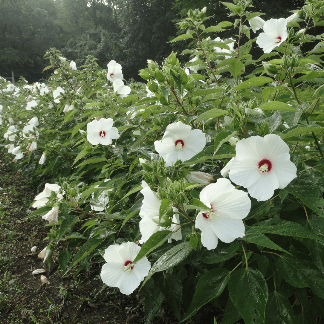 Hardy Hibiscus