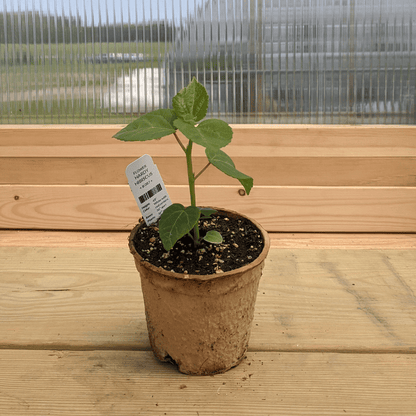 Hardy Hibiscus Seedlings