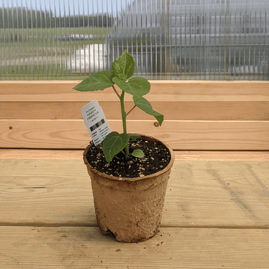 Hardy Hibiscus Seedlings