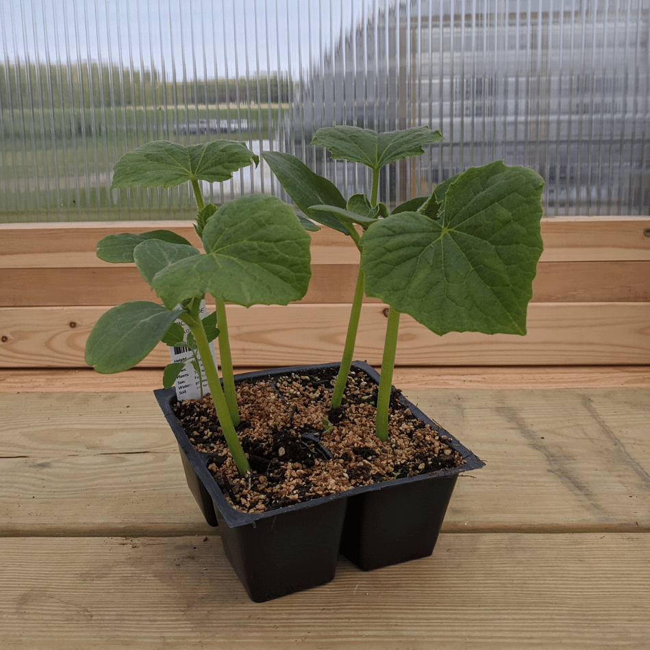 Homemade Pickles Cucumber Seedlings