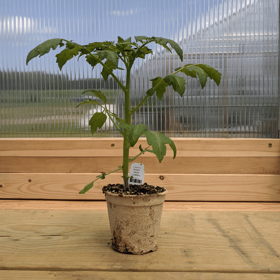 Honey Drop Cherry Tomato Seedlings