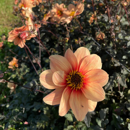 Peach Flambe Dahlia Tuber