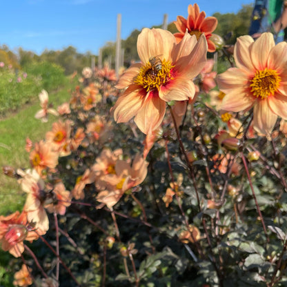 Peach Flambe Dahlia Tuber