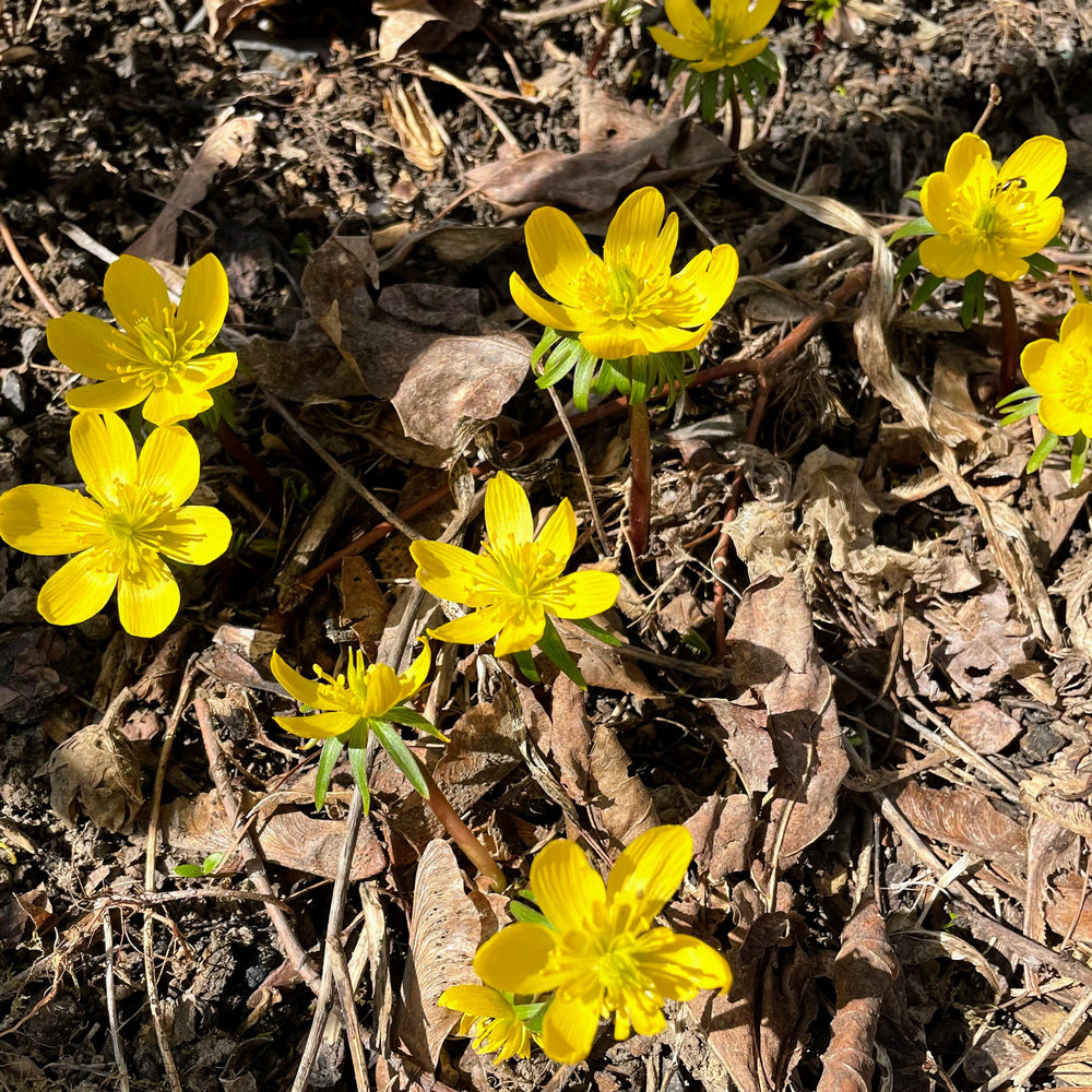 Winter Aconite Fall-Planted Flower Bulbs – Hudson Valley Seed Company
