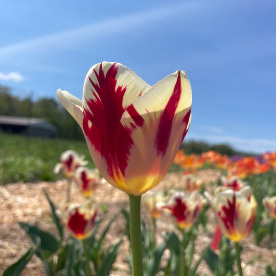 Tulip 'Grand Perfection'