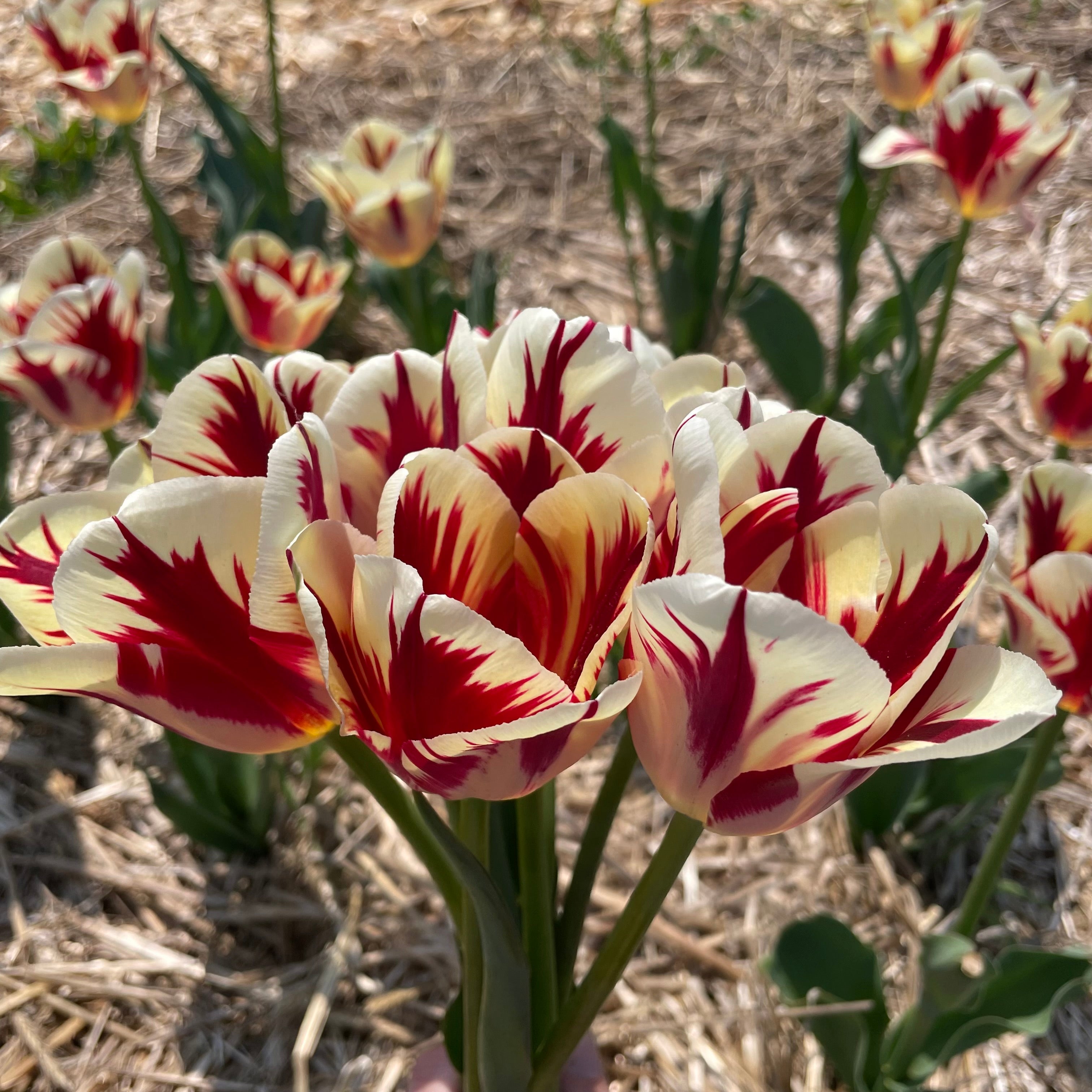 Tulip &