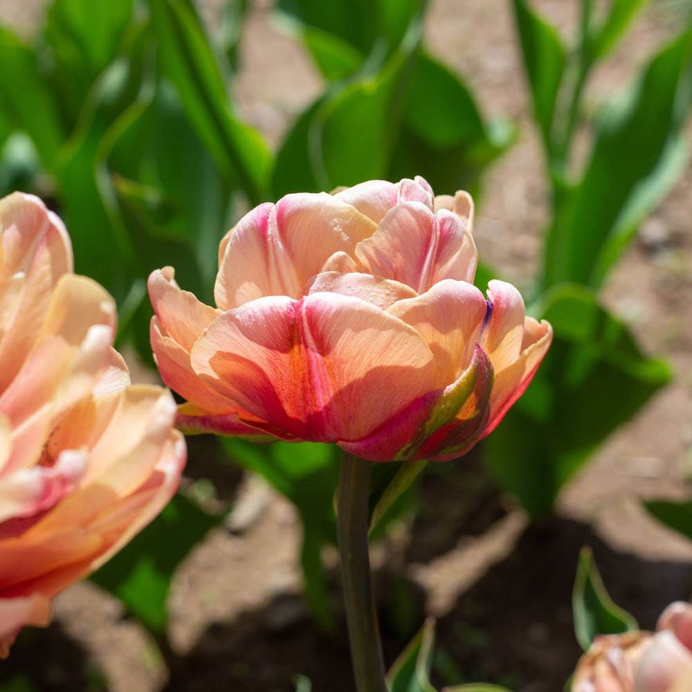 Tulip 'La Belle Epoque'