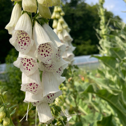 Foxglove Mix