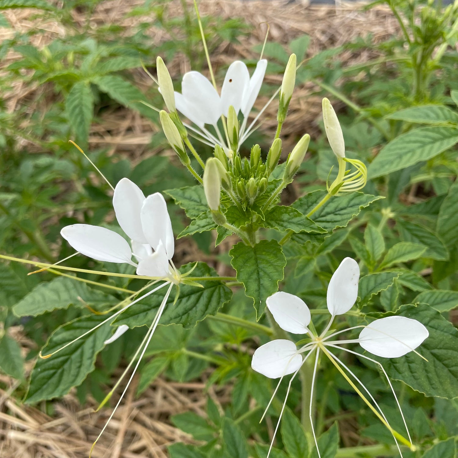 White Queen Cleome