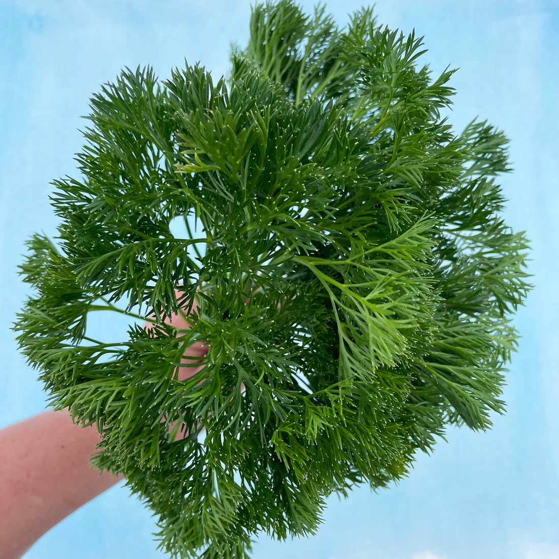 Menuette Parsley Seedlings