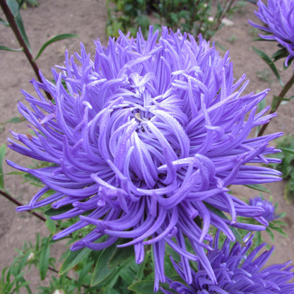 Tiger Paw Aster