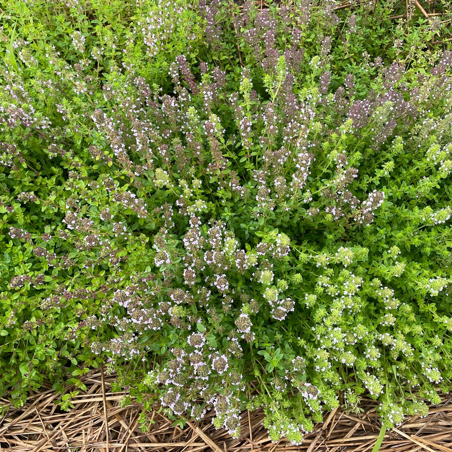 Creeping Thyme