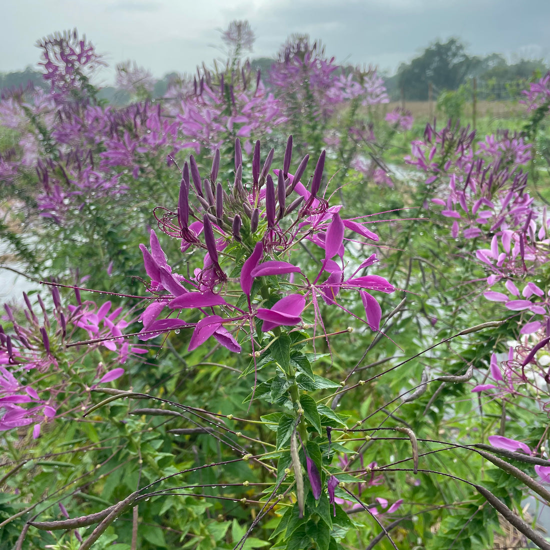 Mauve Queen Cleome