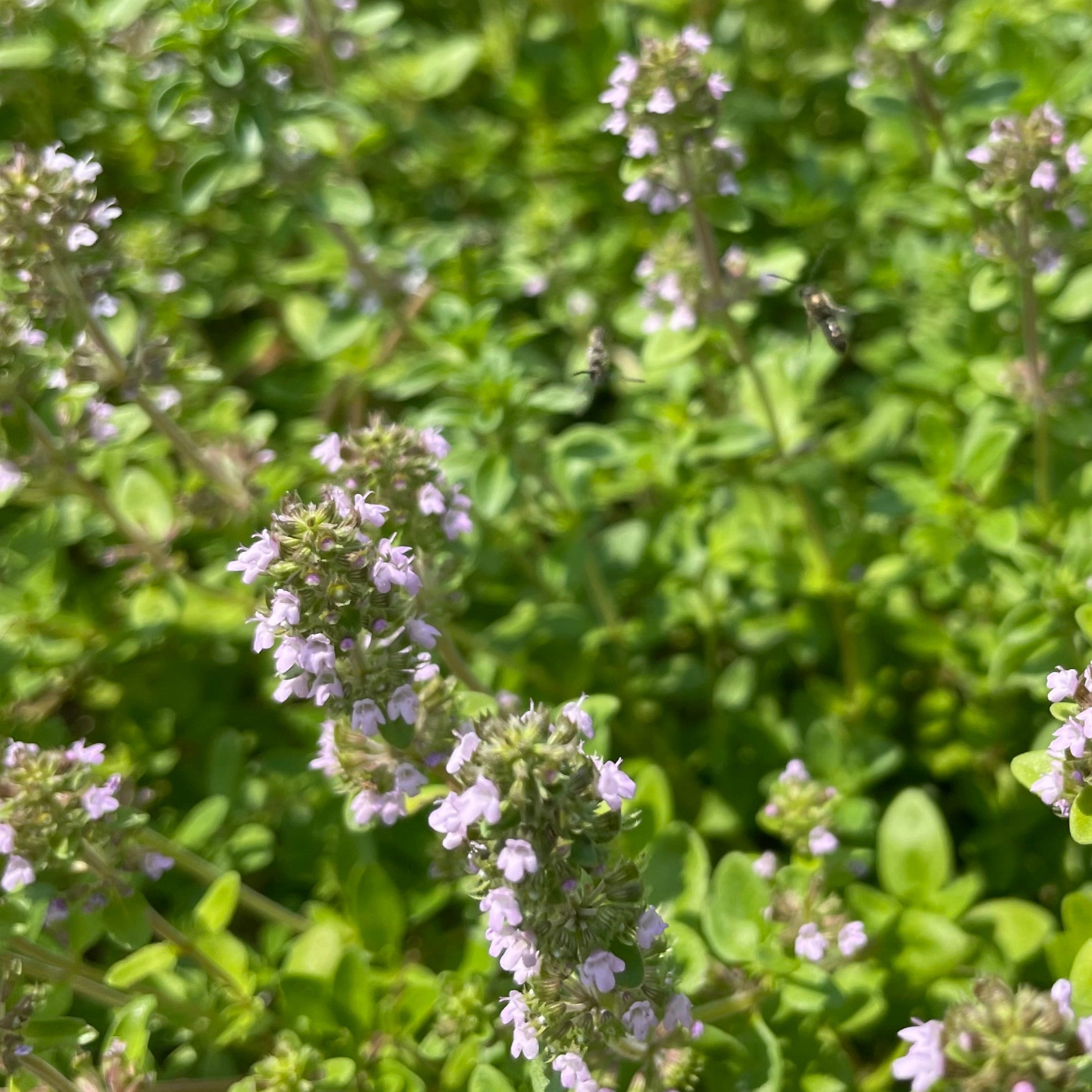 Creeping Thyme