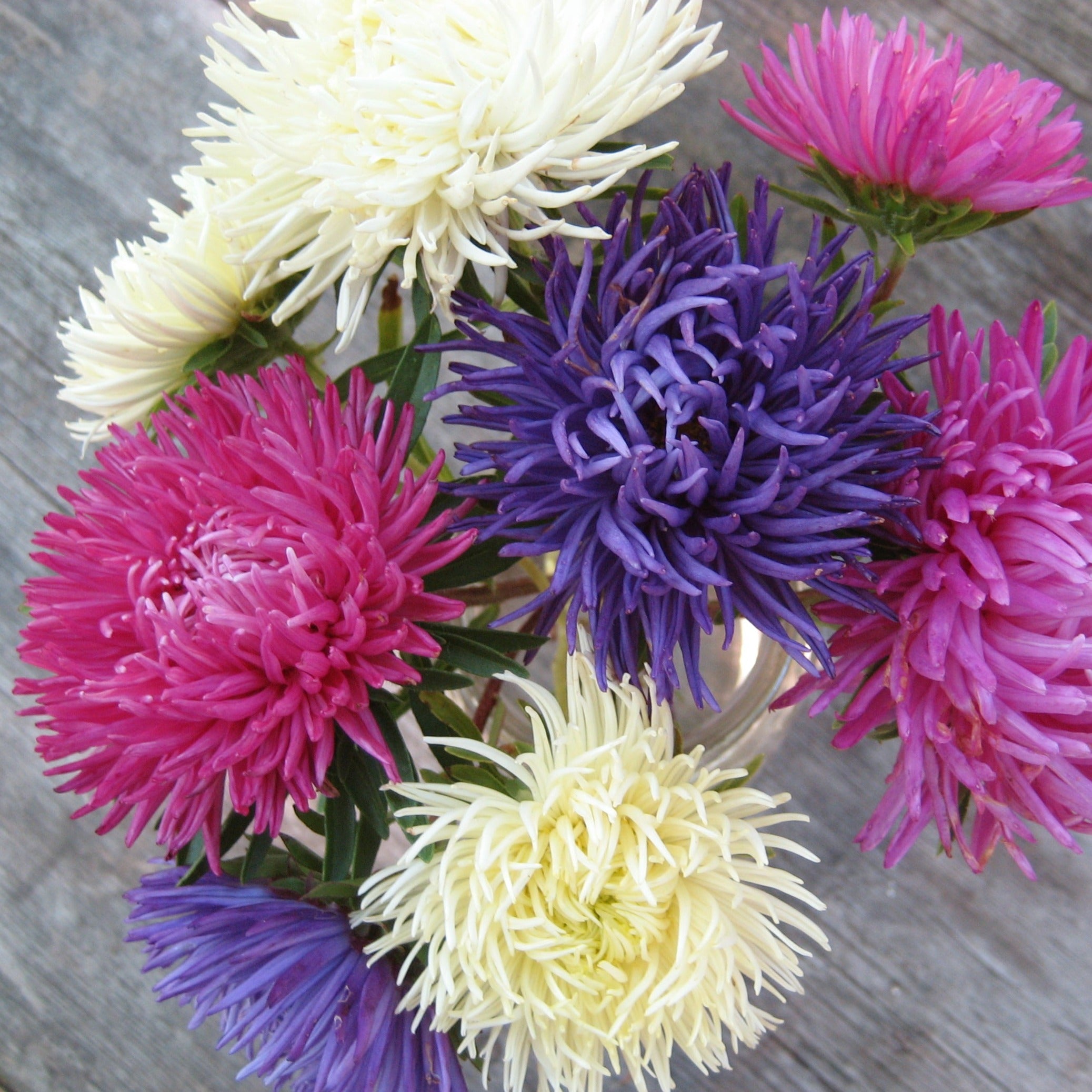 Tiger Paw Aster