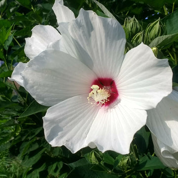 Hibiscus